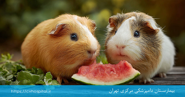 ویتامین c برای خوکچه هندی