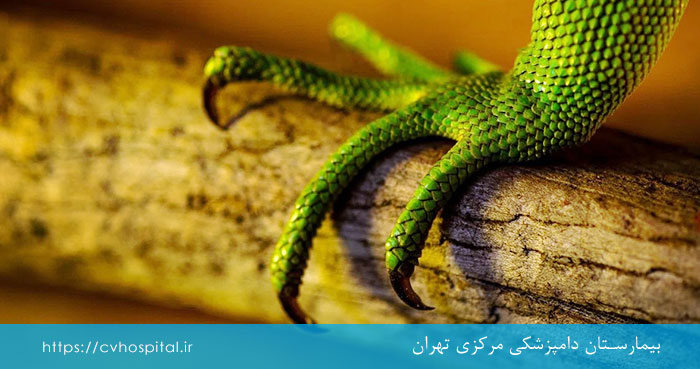خراش انداختن ایگوانا