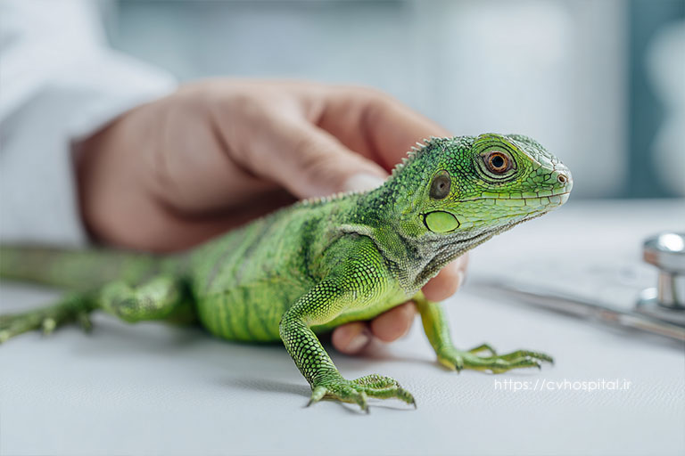خزرات ایگوانا