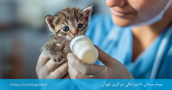 بچه گربه چقدر سن دارد؟