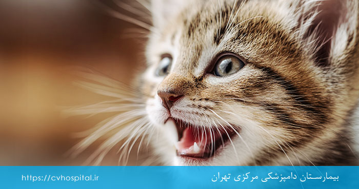 بهداشت دهان بچه گربه