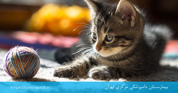 بزرگ شدن بچه گربه