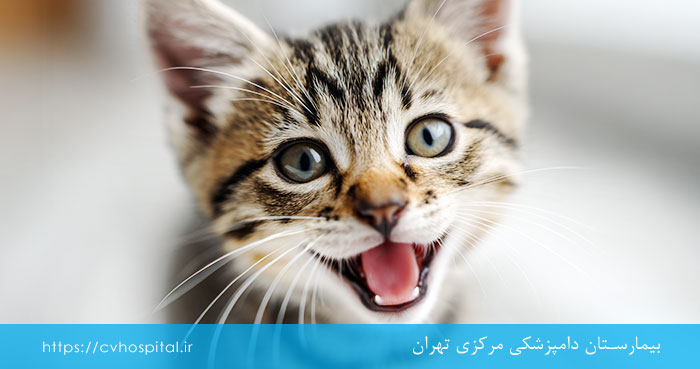 بوی بد دهان در بچه گربه