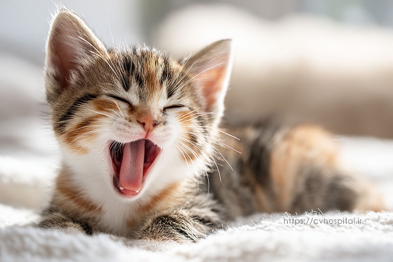 بوی بد دهان در بچه گربه