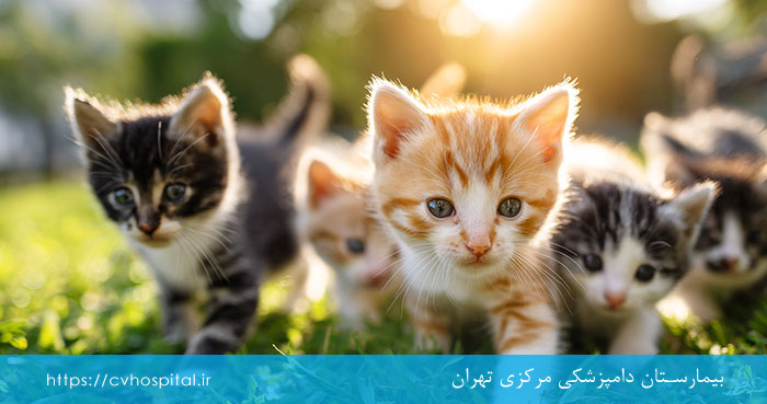 بچه گربه چند وقتشه