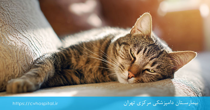 تب گربه