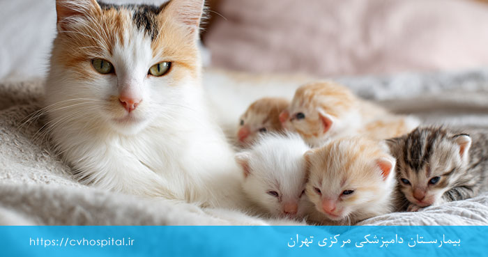 گربه چند وقتشه