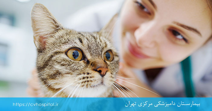 جداشدگی شبکیه چشم گربه