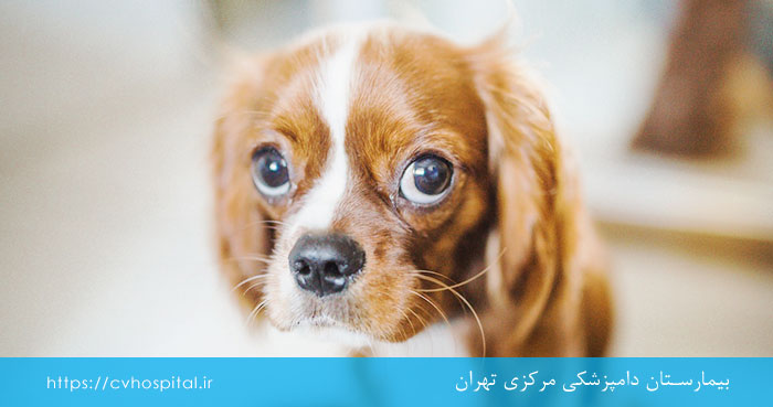 کم آبی بدن سگ