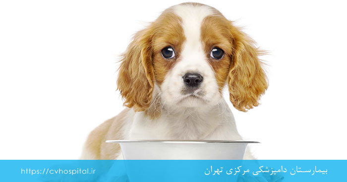 نیاز روزانه سگ به آب