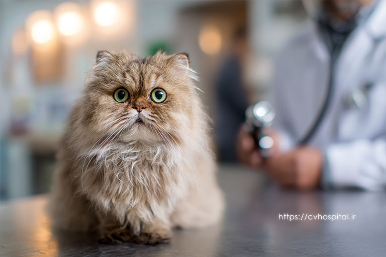 جداشدگی شبکیه در گربه ها