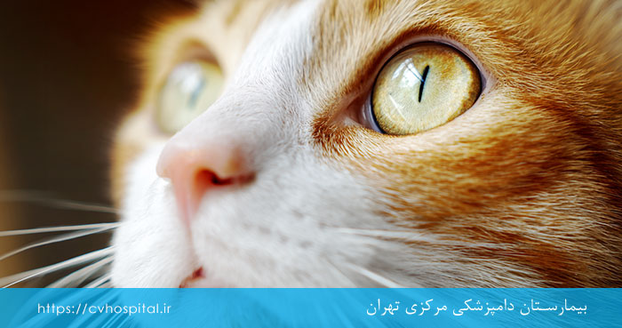شبکیه چشم در گربه