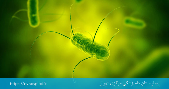 باکتری سالمونلا از ایگوانا