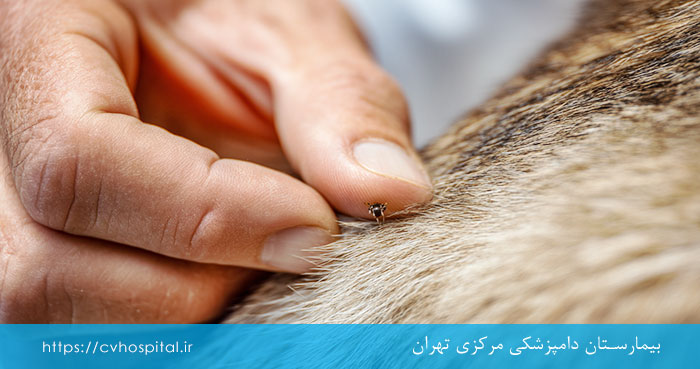 کنه بیماری آناپلاسموز