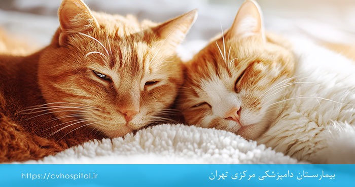 تشخیص تب گربه