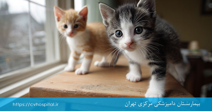 تشخیص سن بچه گربه