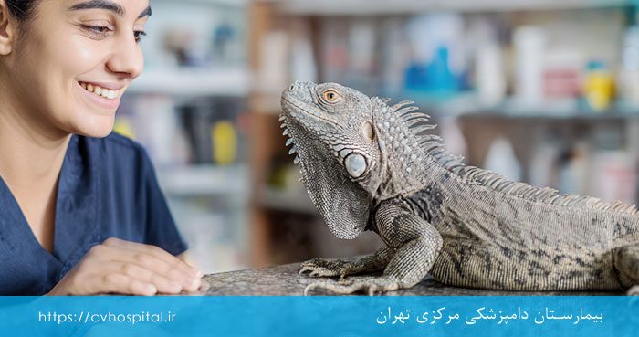 رفتار خوب با ایگوانا