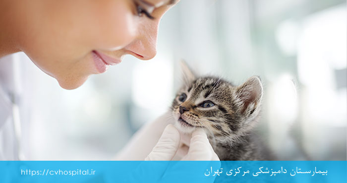بو دادن دهان بچه گربه
