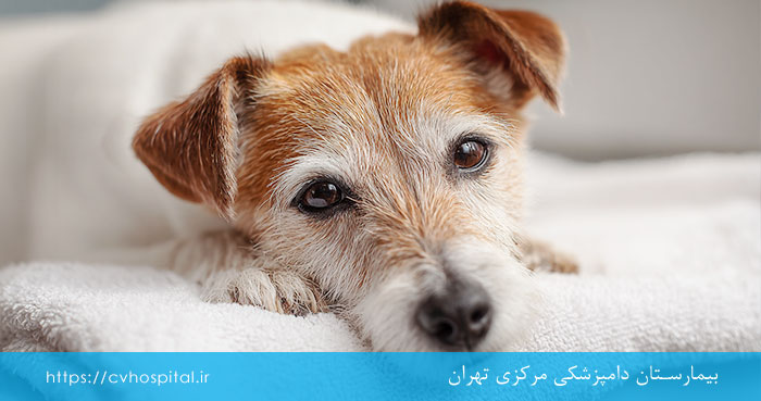 پیگیری درمان سگ مبتلا به قارچ و یا جرب