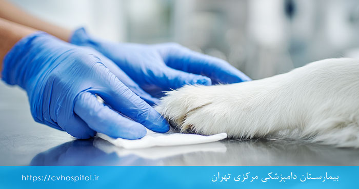 سرایت قارچ و جرب به انسان