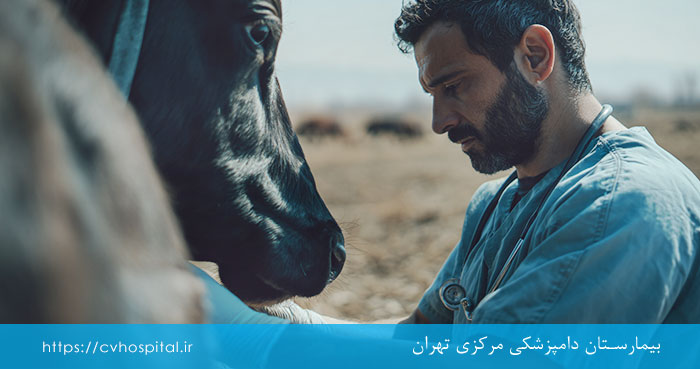 تب مالت