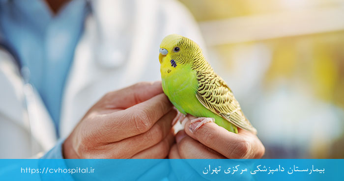 اقدامات پرشکی برای پرنده خفه شده