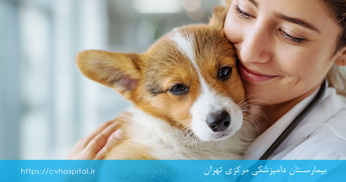درمان آب نخوردن سگ
