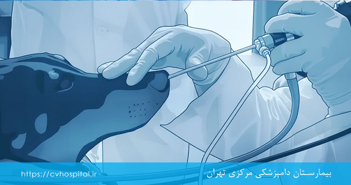 روش رینوسکوپی برای حیوانات
