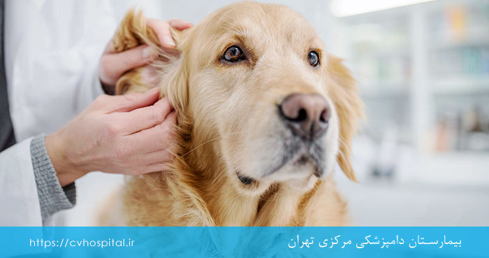 عوارض درمان نشدن سگ مبتلا به بیماری پوستی