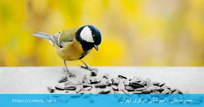 غذاهایی که می تواند باعث خفگی شود