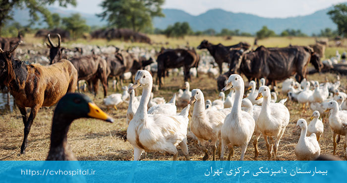 انتقال بیماری از حیوان به انسان